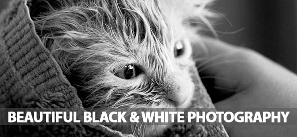 40 Beautiful Black and White Photography