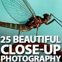 Post thumbnail of 25 Beautiful Close-up Photography