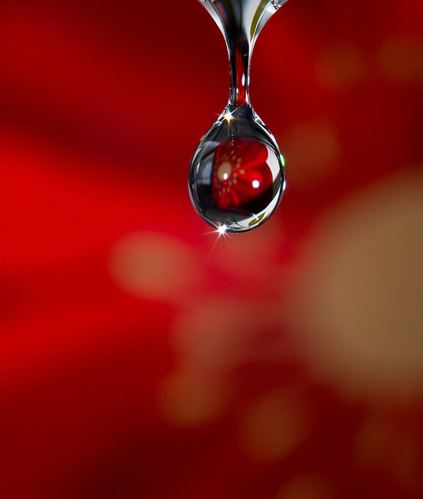 Water Drop Photography 31