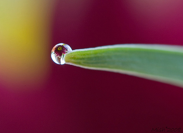 Water Drop Photography 32