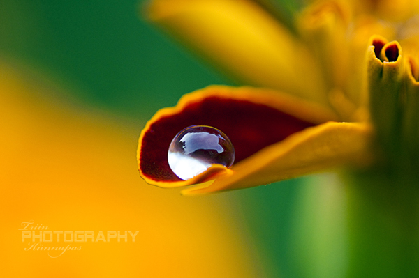 Water Drop Photography 37