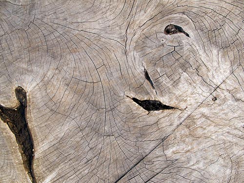 High Qualtity Wood Textures-12