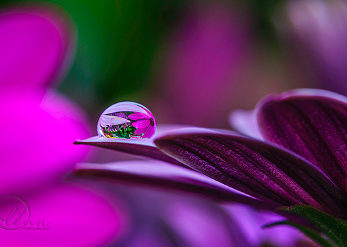 Water Drop Photography - 18