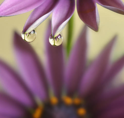 Water Drop Photography - 2