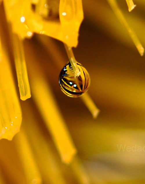 Water Drop Photography - 30