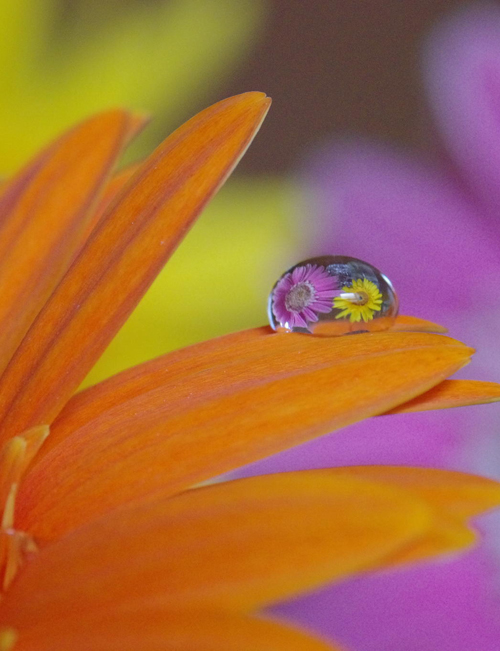 Water Drop Photography - 38