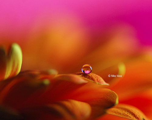 Water Drop Photography - 39