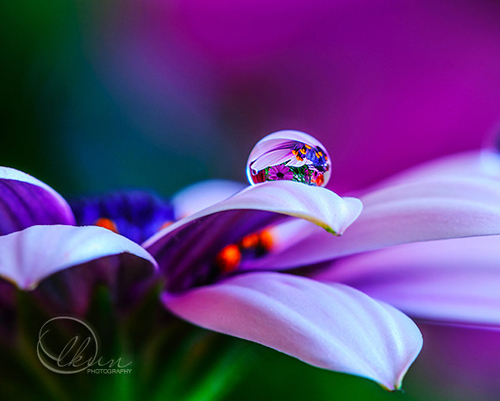 Water Drop Photography - 40