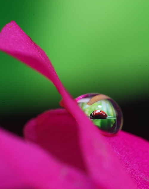 Water Drop Photography - 41