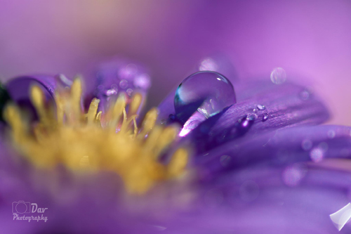 Water Drop Photography - 9
