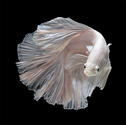 Strangely beautiful portraits of betta fish