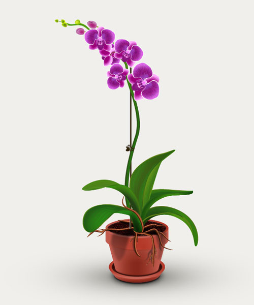 How to Create Orchid Plant in Adobe Illustrator