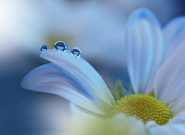 Water Drop Photography - 10