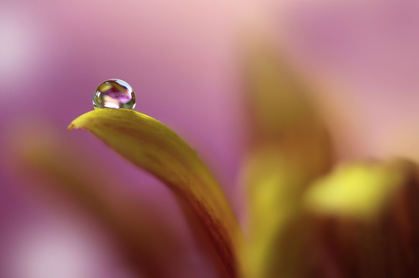 Water Drop Photography - 12