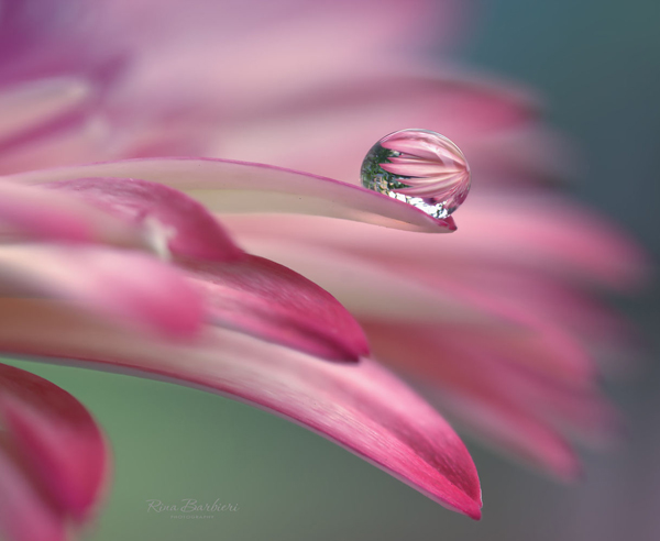 Water Drop Photography - 1