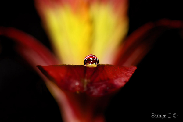 Water Drop Photography - 25