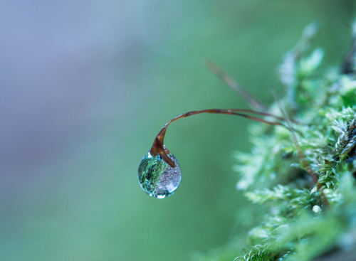 Water Drop Photography - 26