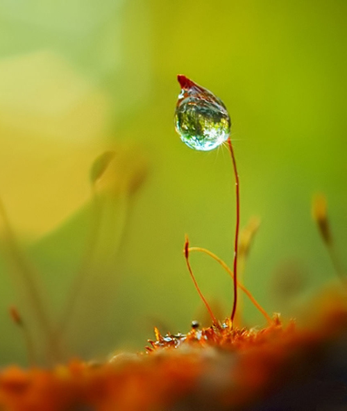 Water Drop Photography - 27