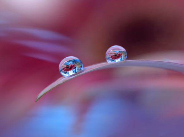 Water Drop Photography - 31