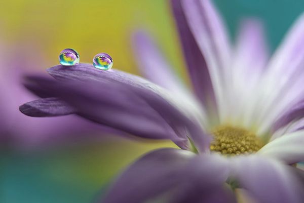 Beautiful Examples Of Water Drop Photography - 2