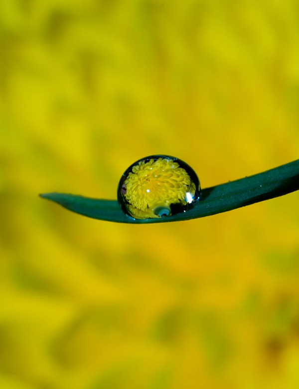 Beautiful Examples Of Water Drop Photography - 20