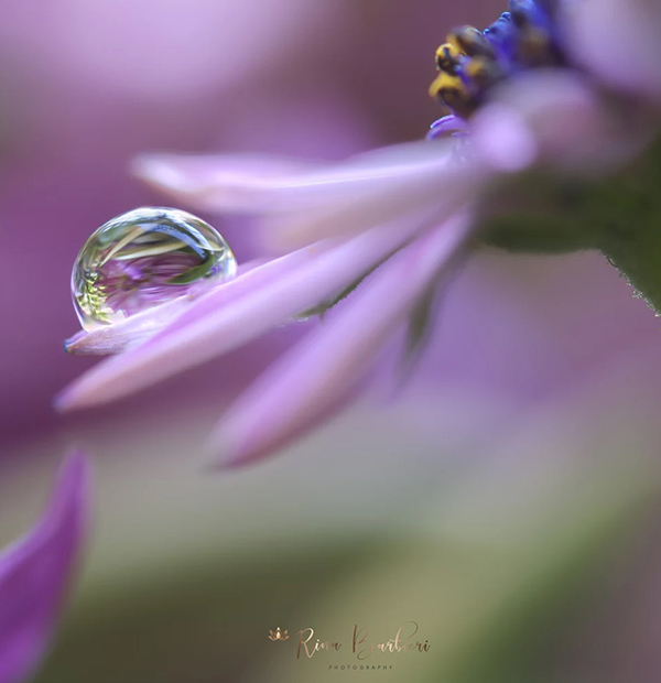 Beautiful Examples Of Water Drop Photography - 33