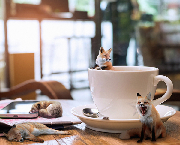 How to Create a Fun Fox and Coffee Photo Manipulation in Photoshop