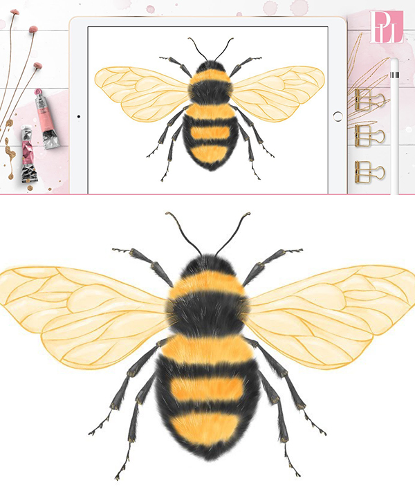How to Draw a Bee Step by Step (Beginner) in Procreate Tutorial